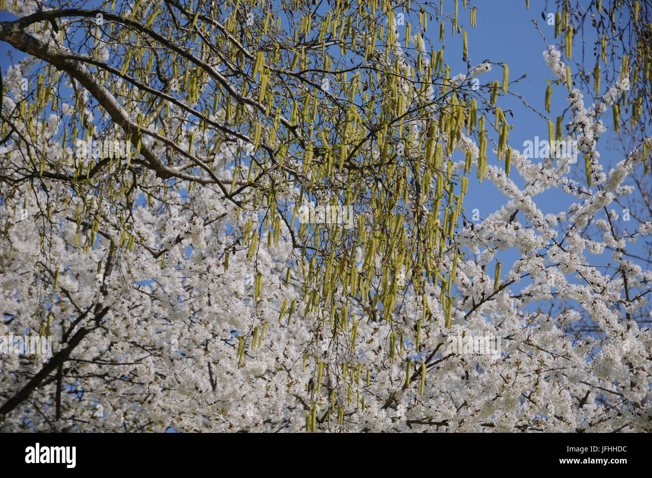 Betula pendula, Silver Birch Foto Stock