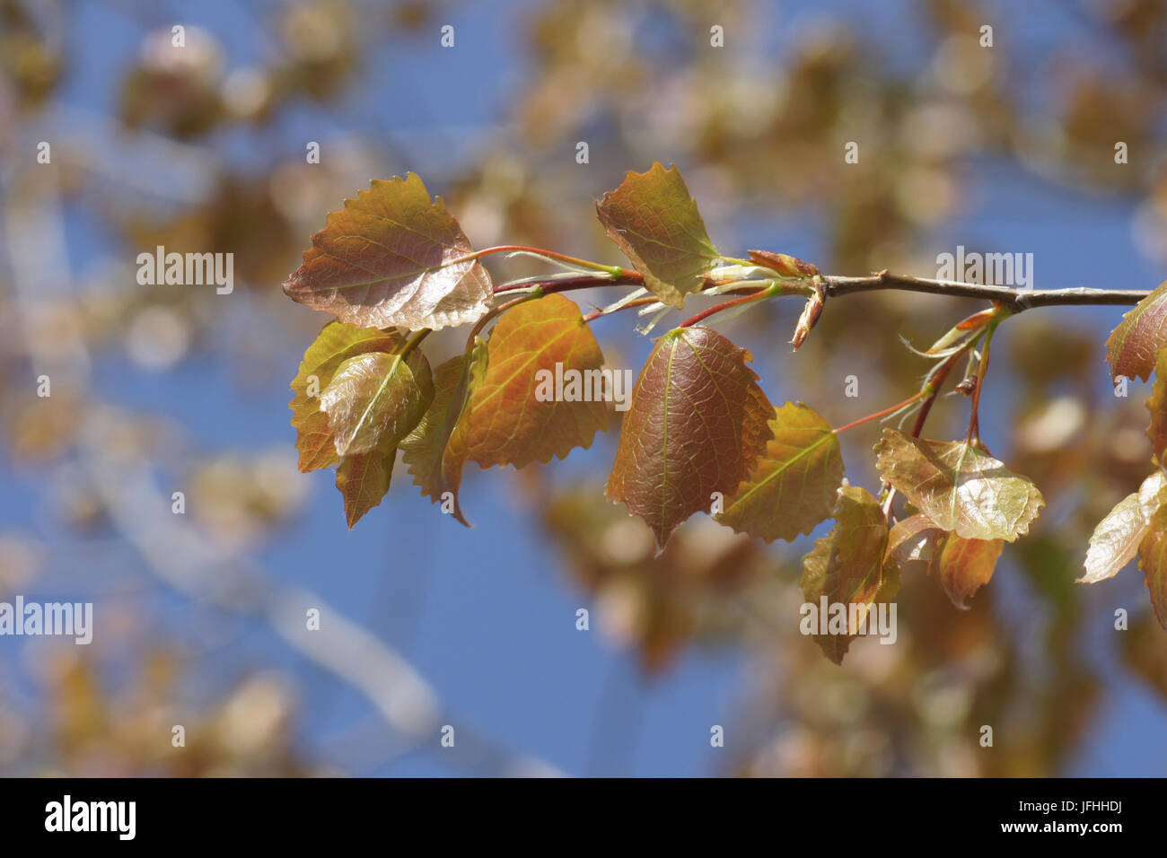 Populus tremula, Aspen, foglie fresche Foto Stock