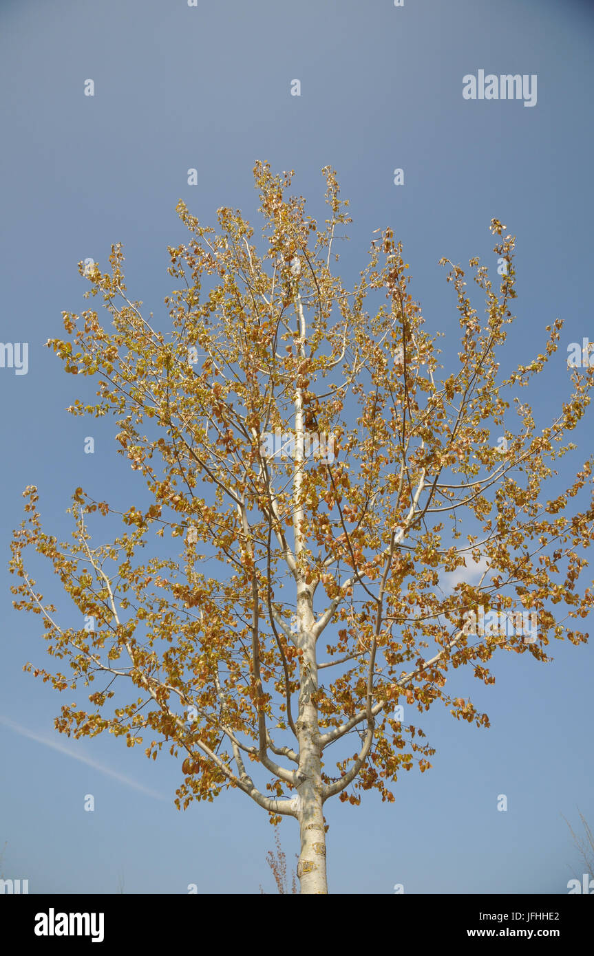 Populus tremula, Aspen, foglie fresche Foto Stock