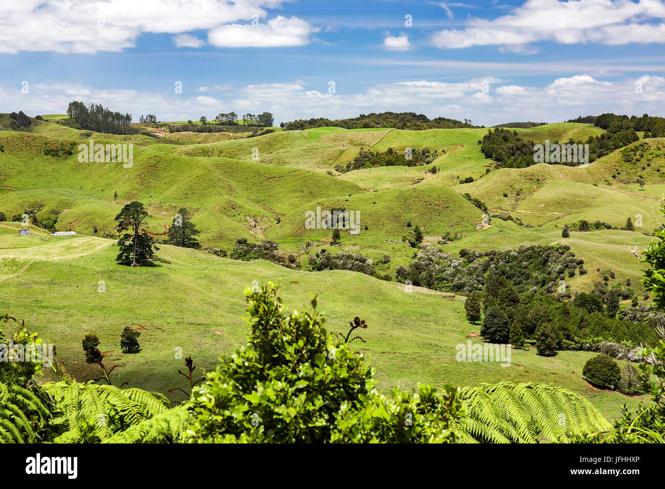 Tipico paesaggio a nord della Nuova Zelanda Foto Stock