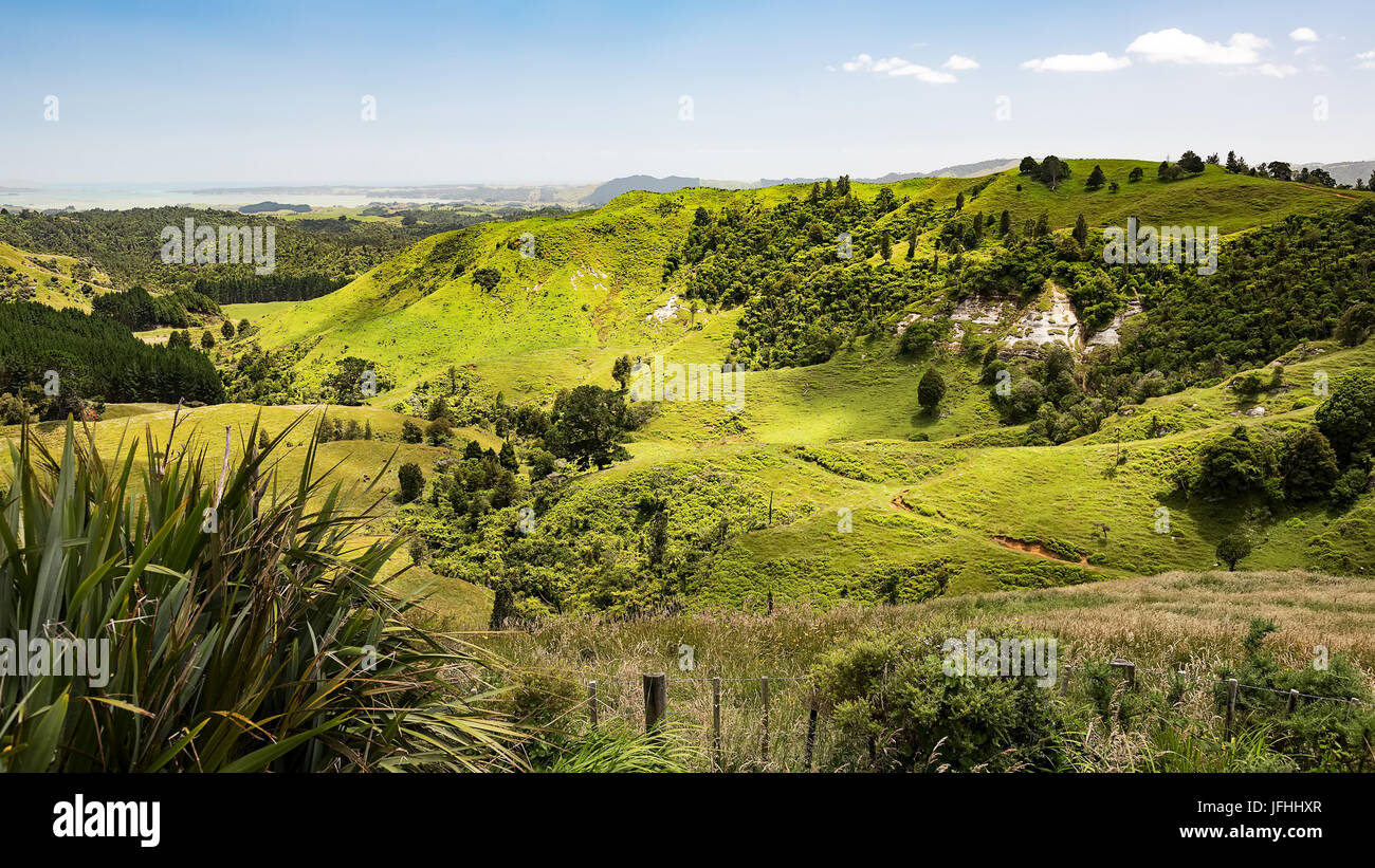 Tipico paesaggio a nord della Nuova Zelanda Foto Stock