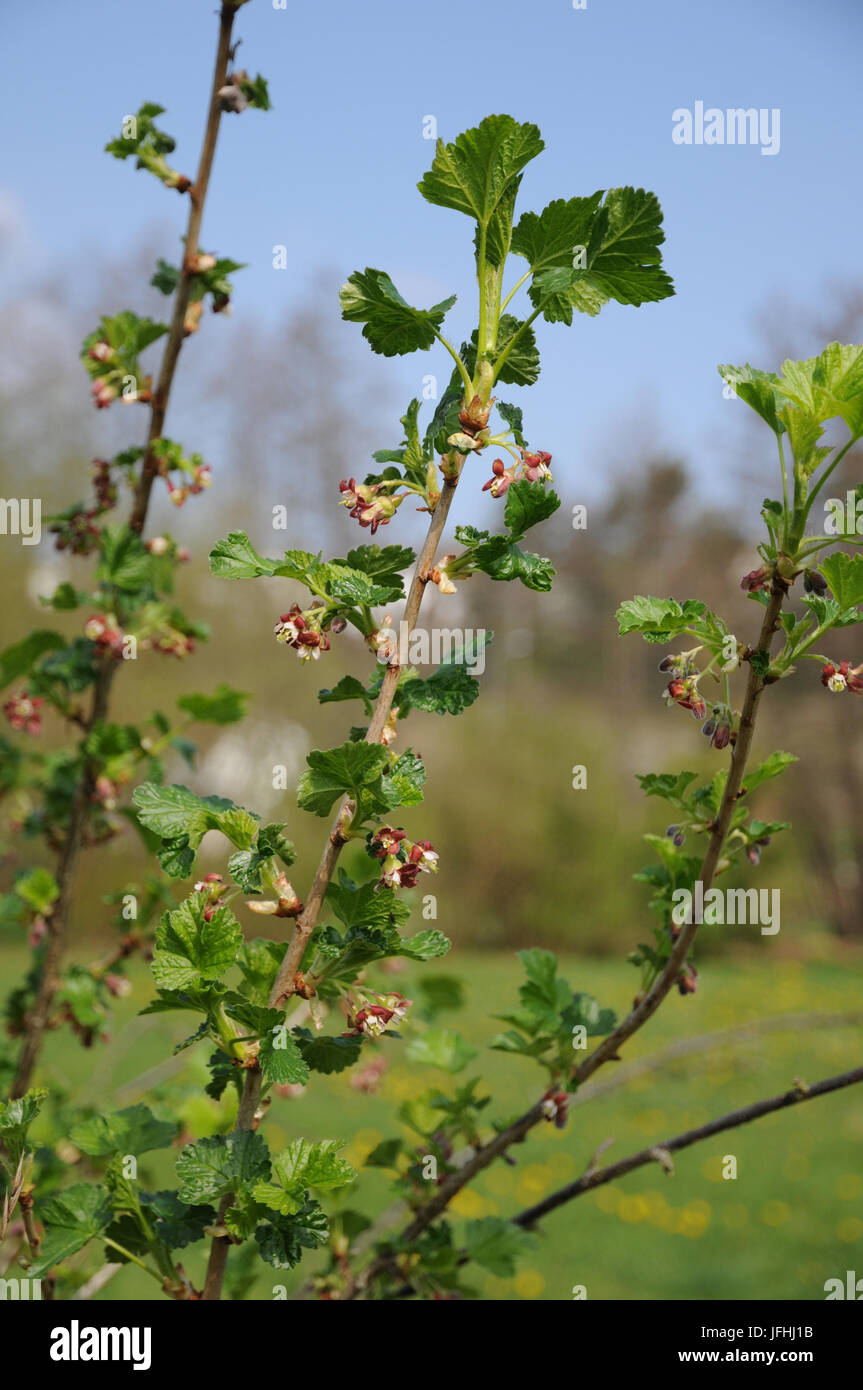 Ribes x nidigrolaria, Jostaberry Foto Stock