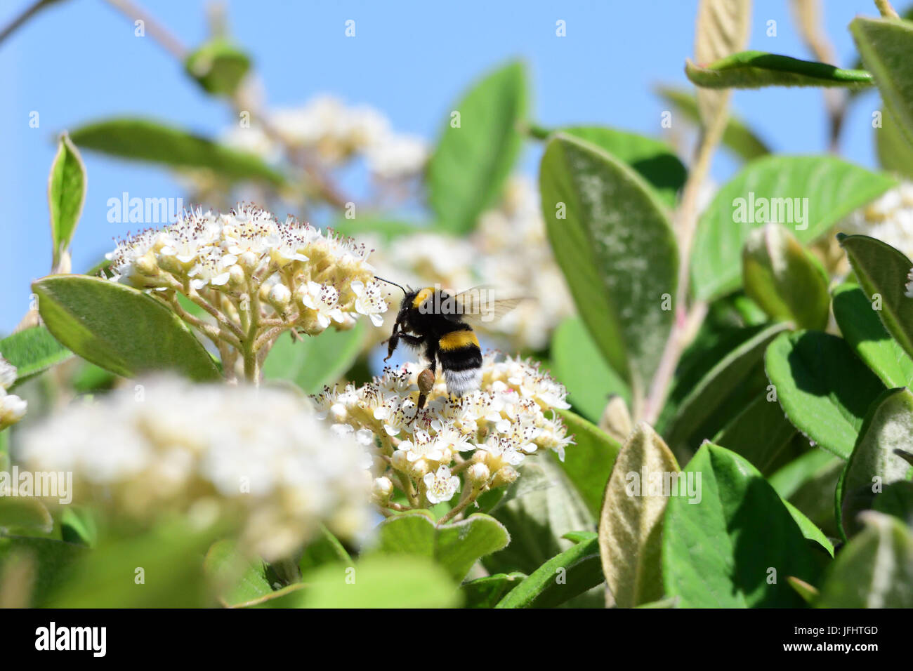 Bee impollinare i fiori Foto Stock