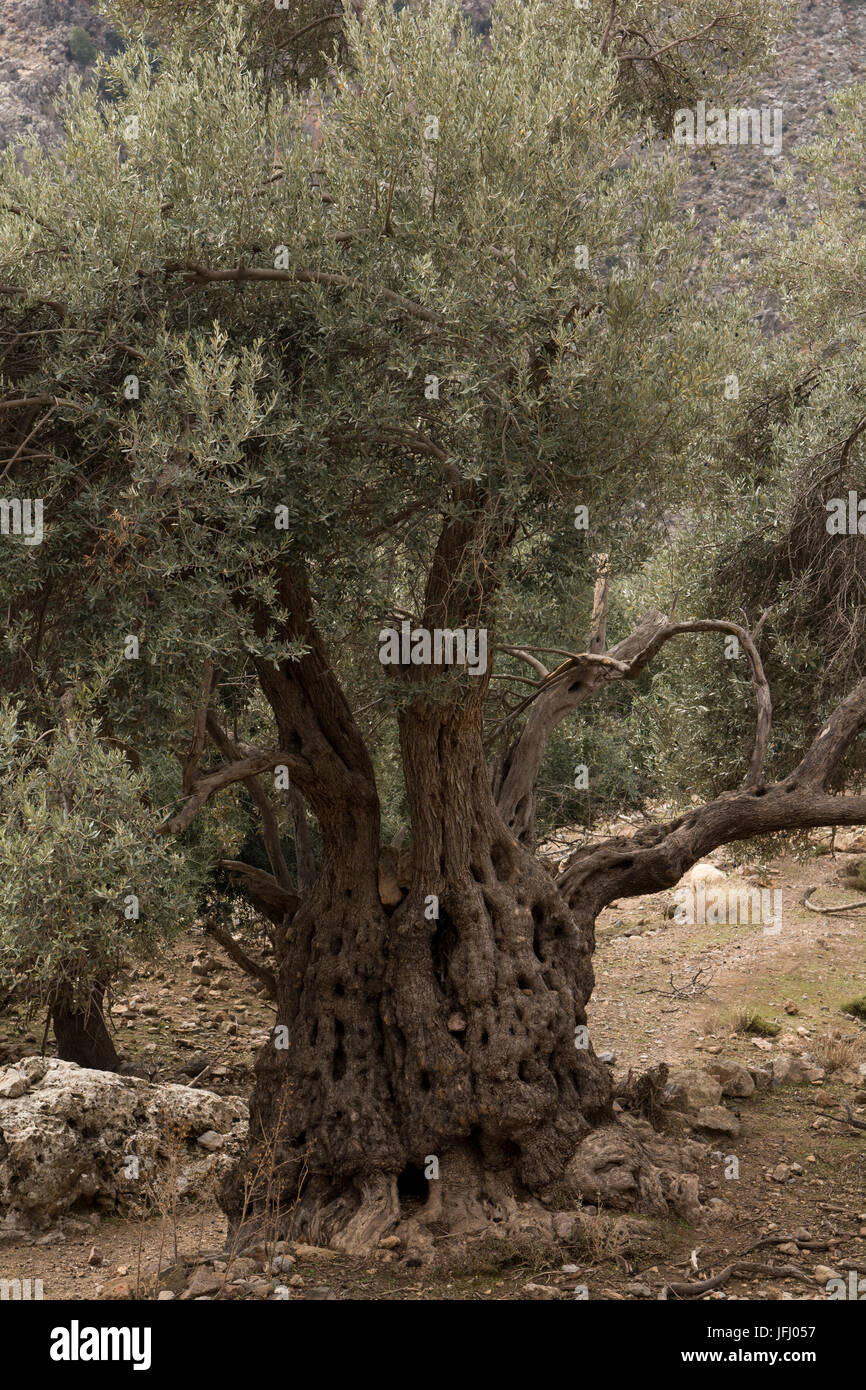 Alberi di ulivo come questo vicino alle rovine di Azogyres appena sopra la Gola di Aradena sulla costa sud di Creta sono coltivate dal 6000 anni. Foto Stock