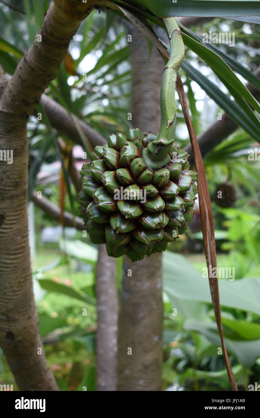 Frutta verde appeso su albero in un giardino Foto Stock