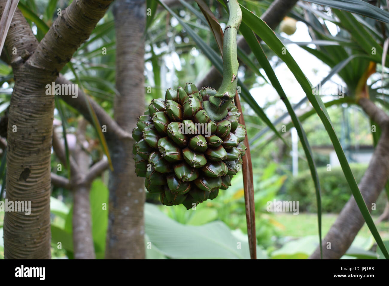 Frutta verde appeso su albero in un giardino Foto Stock