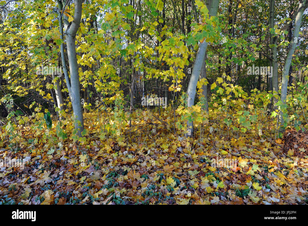Colorate Autumnally bosco di latifoglie con acero naturale prosecuzione, spike acero Acer platanoides Foto Stock