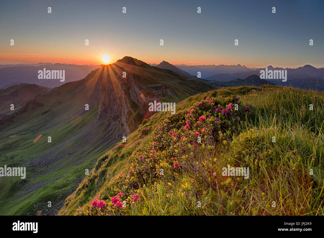 Rose Alpine nella prima luce del sole Foto Stock