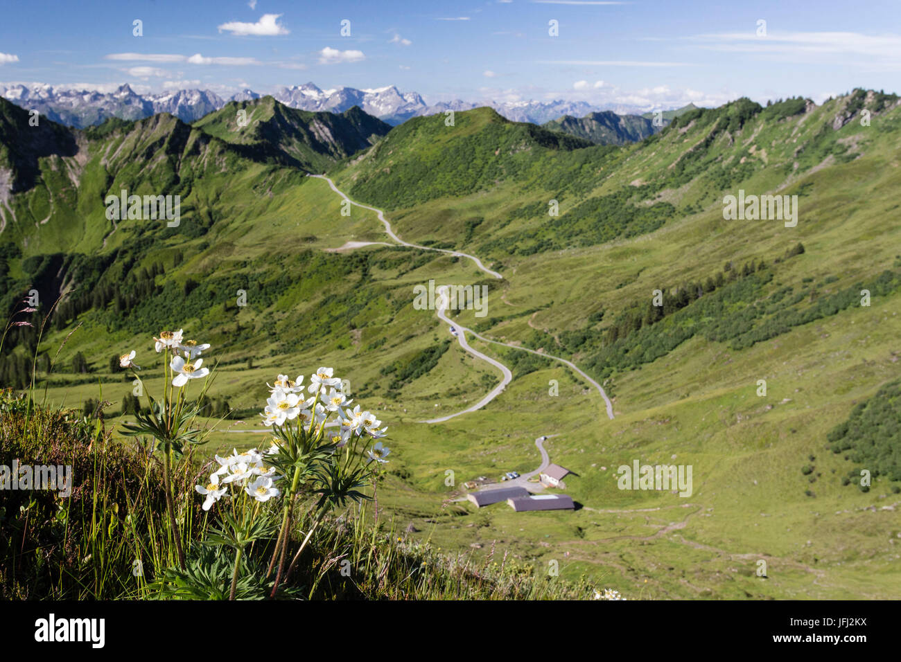 Portler Alp, Furkajoch, montagne, fiore Foto Stock