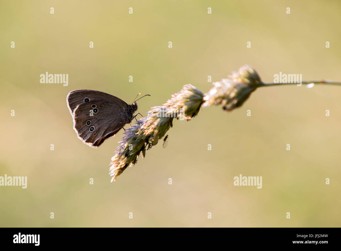Ringlet butterfly su una lama di erba Foto Stock