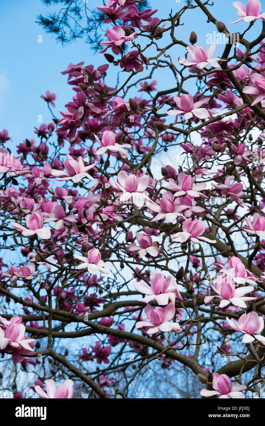 Magnolia Campbellii albero in primavera. Regno Unito Foto Stock