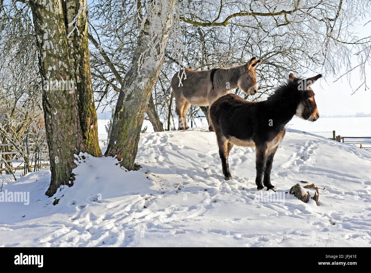 Due asini marrone e grigio sotto il gelo-coperto betulle sulla cinghia invernale Foto Stock
