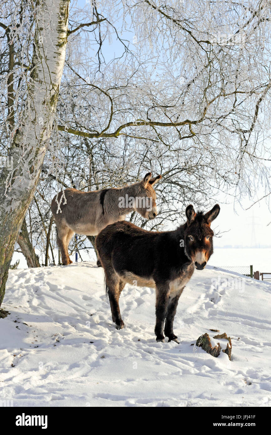 Due asini marrone e grigio sotto il gelo-coperto betulle sulla cinghia invernale Foto Stock