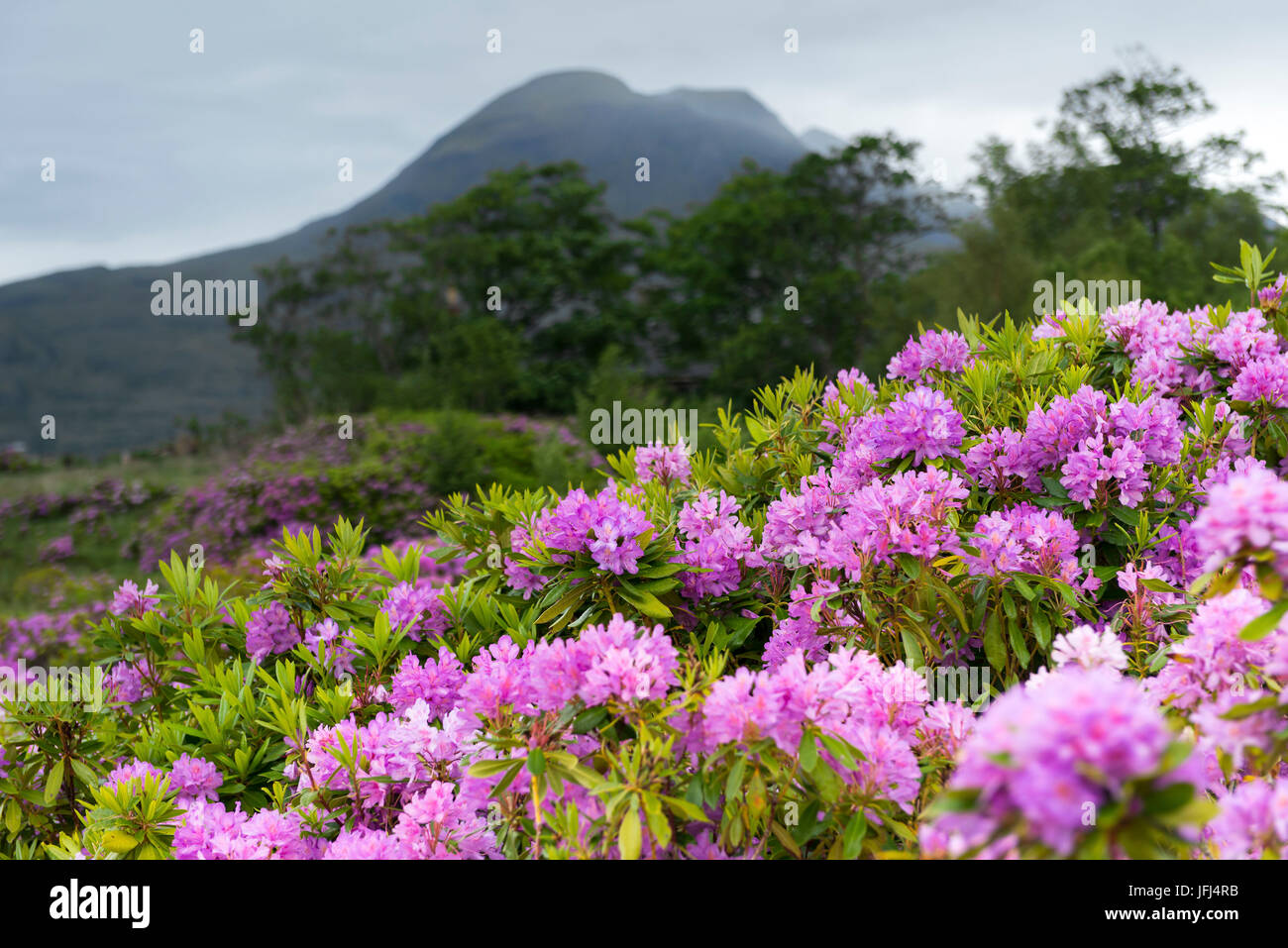 Il Torridon montagne con la fioritura di rododendro (Rhododendron ponticum) in primo piano, Scozia Foto Stock