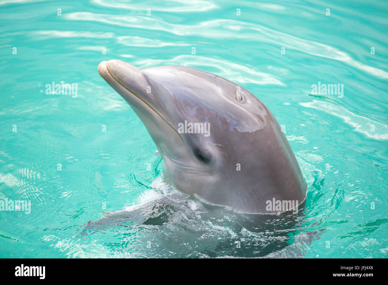 Dolphin Dolphin in piscina. Parco del Messico Foto Stock