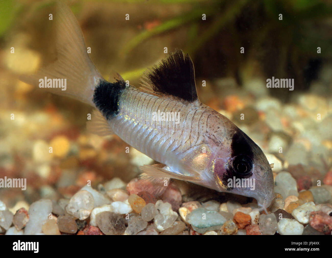 Corydoras panda, Corydoras panda, est del Perù, pesci d'acquario Foto Stock