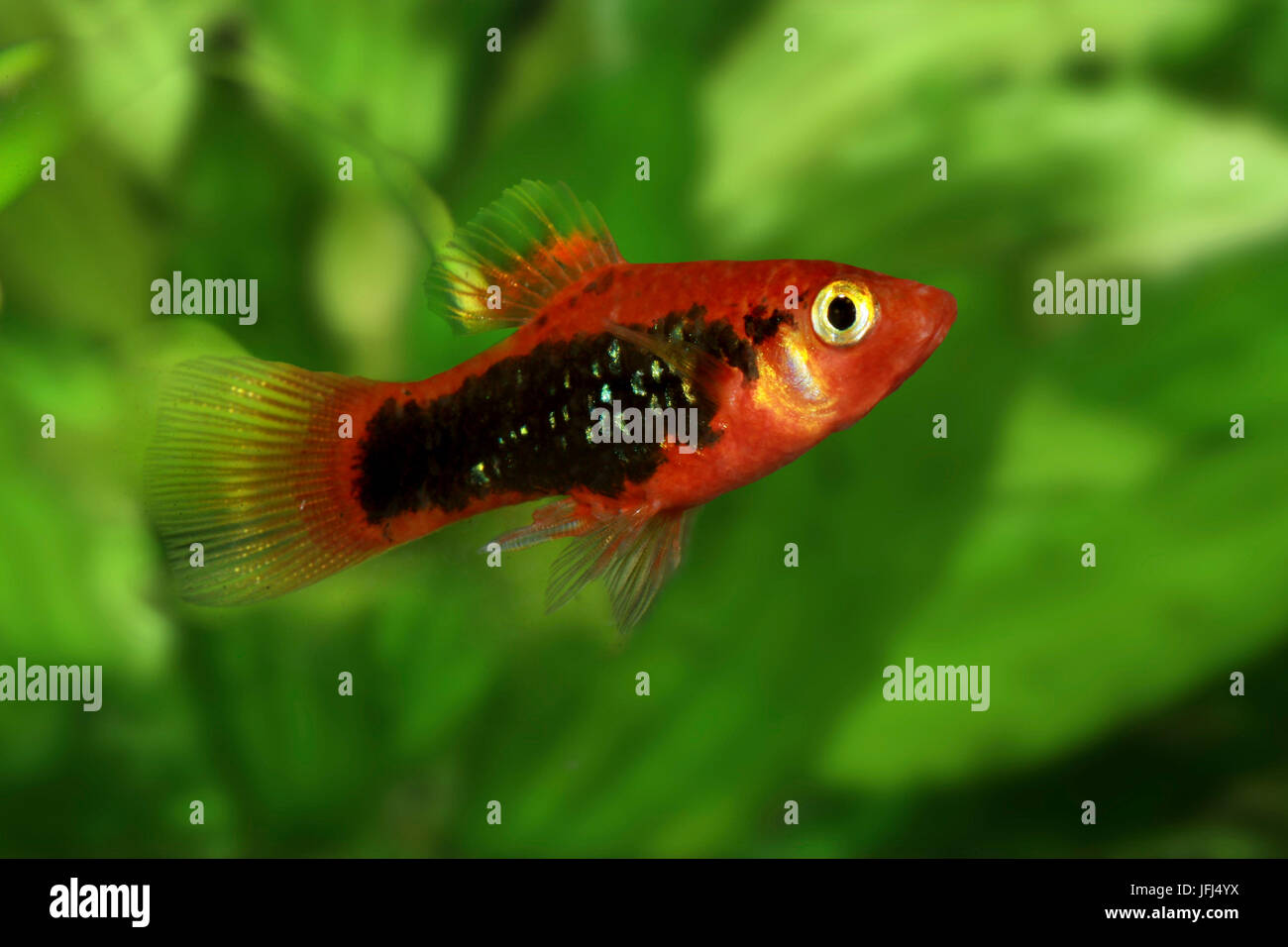 Platy, moonfish, Xiphophorus maculatus Foto Stock