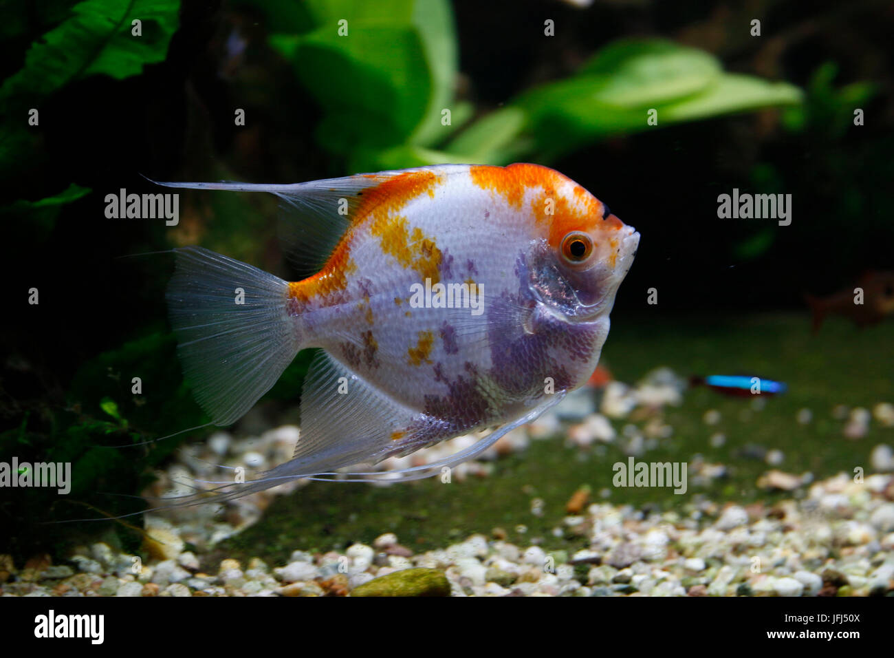 Panda Skalar in acquario, Pterophyllum scalare Foto Stock