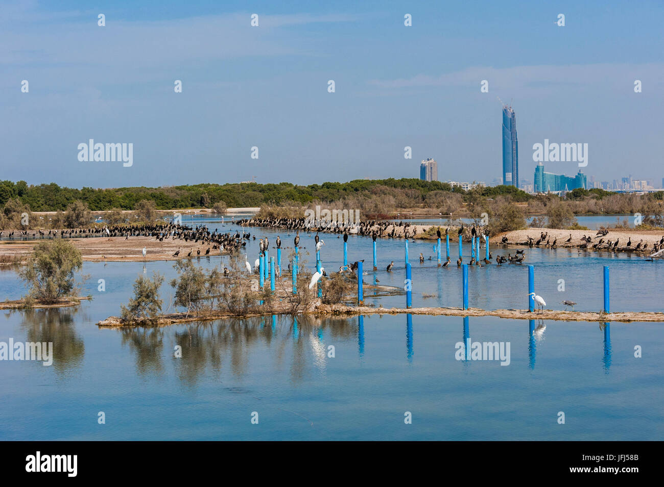 Arabia, penisola araba, il Golfo Persico, Emirati arabi uniti (VAE), Dubai Racing Al Khor Wildlife Sanctuary Foto Stock