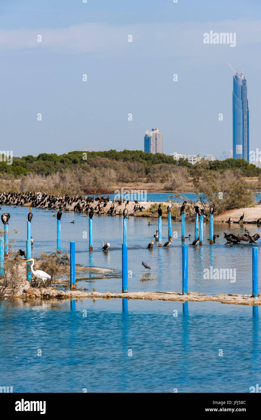 Arabia, penisola araba, il Golfo Persico, Emirati arabi uniti (VAE), Dubai Racing Al Khor Wildlife Sanctuary Foto Stock