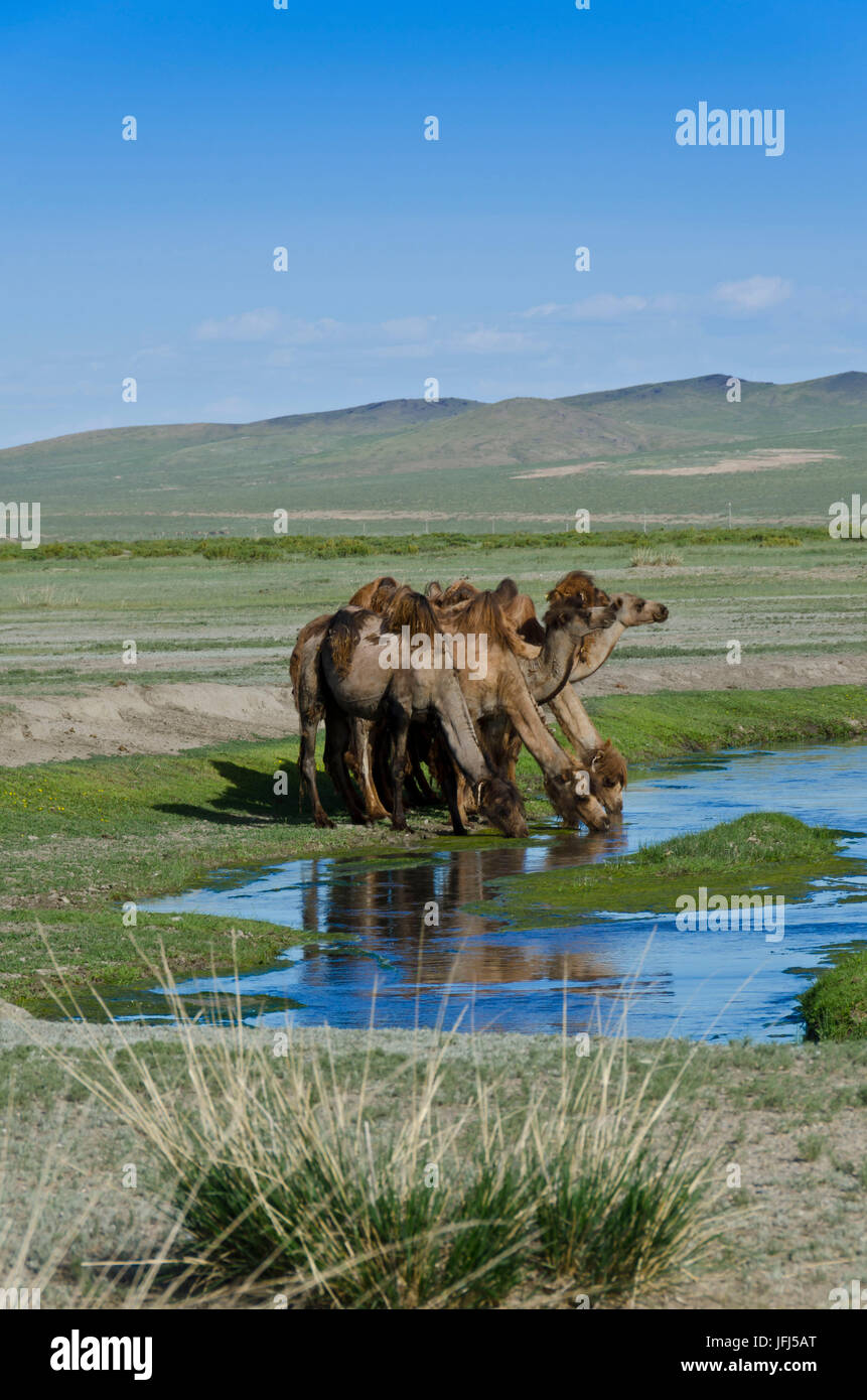 In Mongolia e in Asia centrale, nel palazzo Dashinchilen rovina di Choghtu Khong Tayiji (Tsogt Taij), cammelli Foto Stock