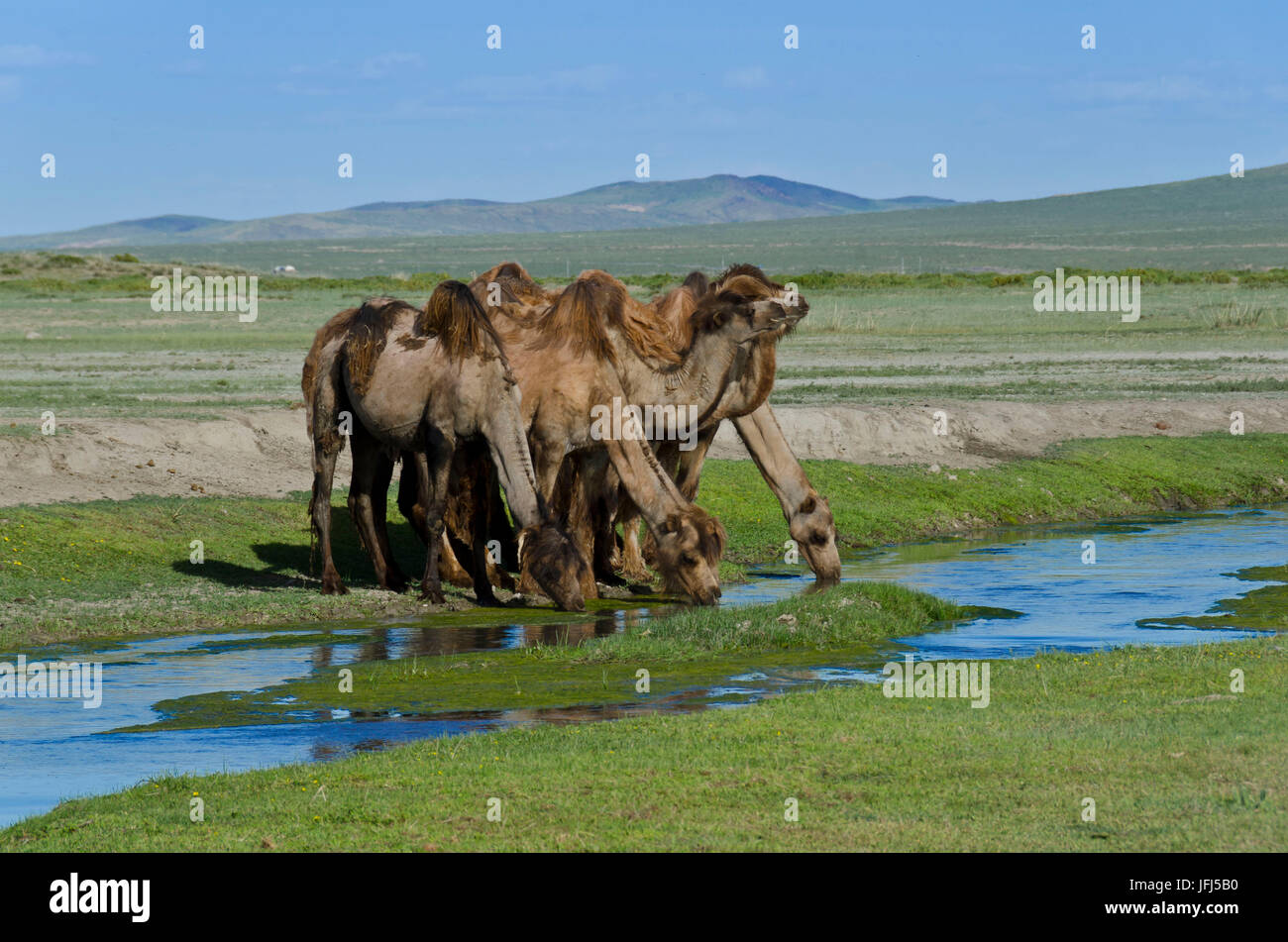In Mongolia e in Asia centrale, nel palazzo Dashinchilen rovina di Choghtu Khong Tayiji (Tsogt Taij), cammelli Foto Stock