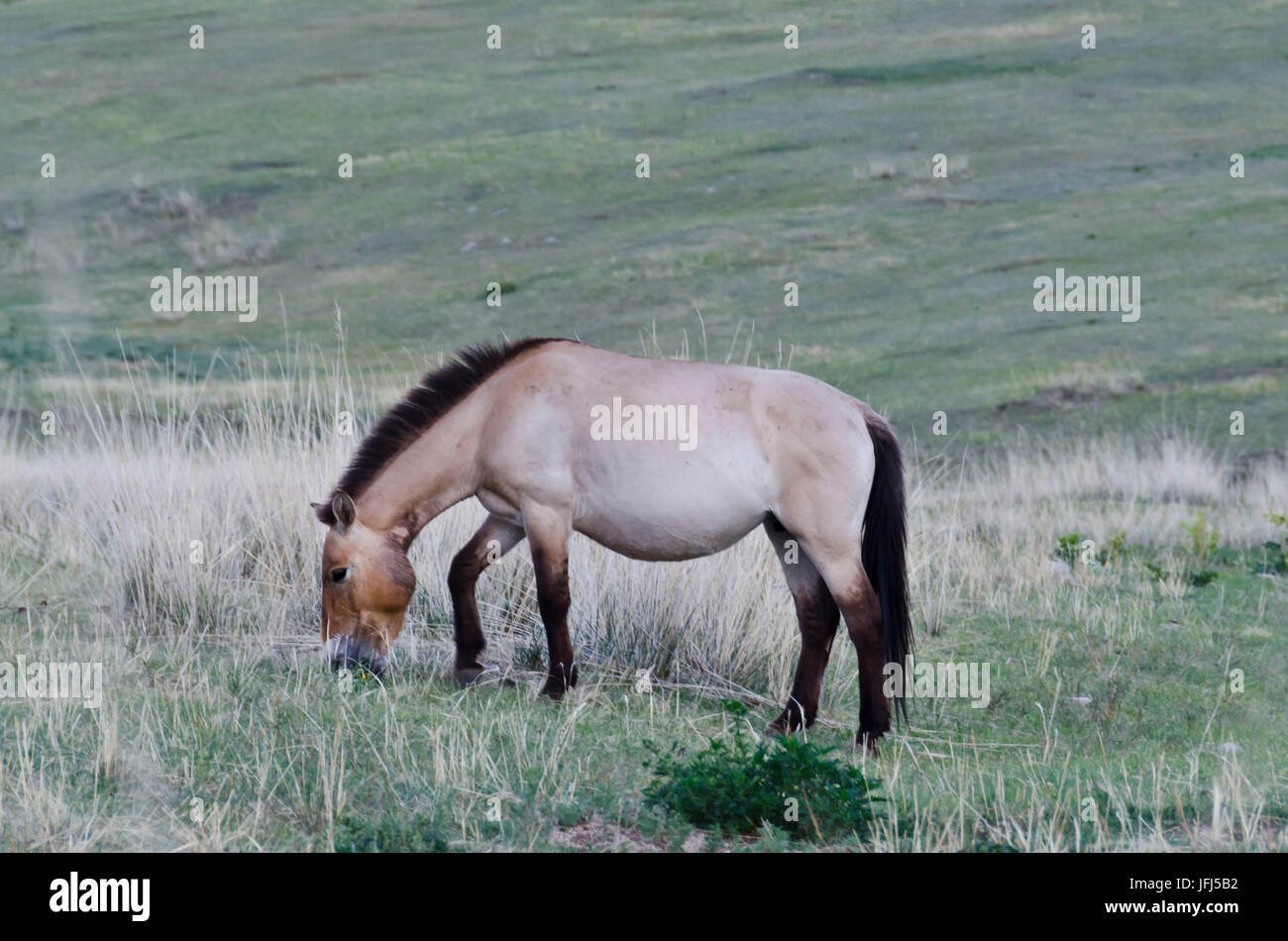 In Mongolia e in Asia centrale, Hustai national park, guardando di Przewalski-cavalli selvaggi Foto Stock