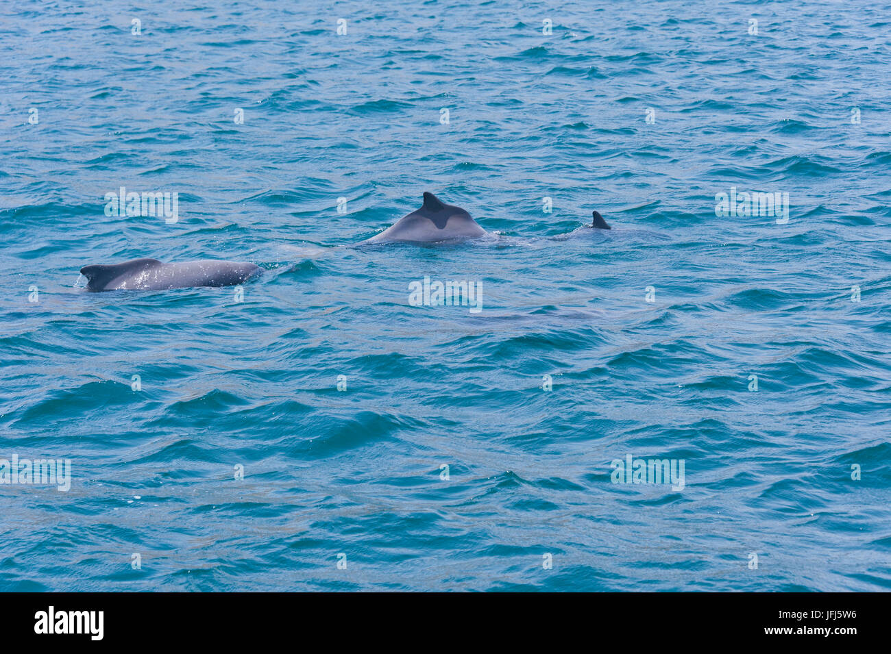 Arabia, penisola araba, il sultanato di Oman, penisola di Musandam, Dhau tour in strada di Hormuz Khor ash Sham, delfini Foto Stock