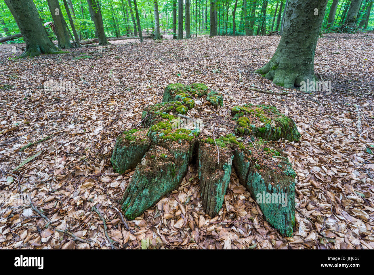 Decomporsi ceppo di albero nel bosco di latifoglie, Triebtal, Vogtland, Bassa Sassonia, Germania Foto Stock