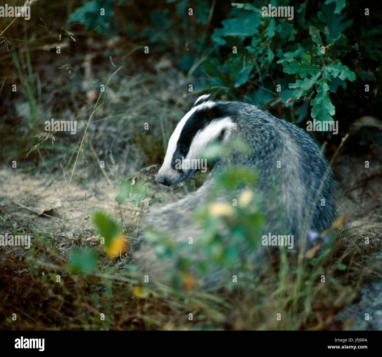 Eurasian badger, Meles meles Foto Stock