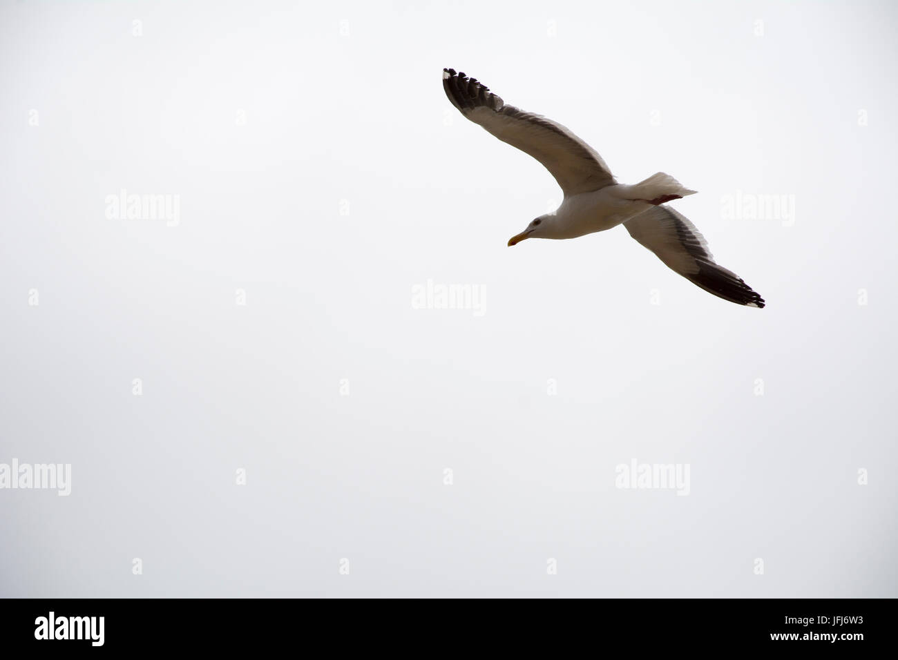 Un solitario mare gabbiano in volo su un molto nuvoloso giorno Foto Stock