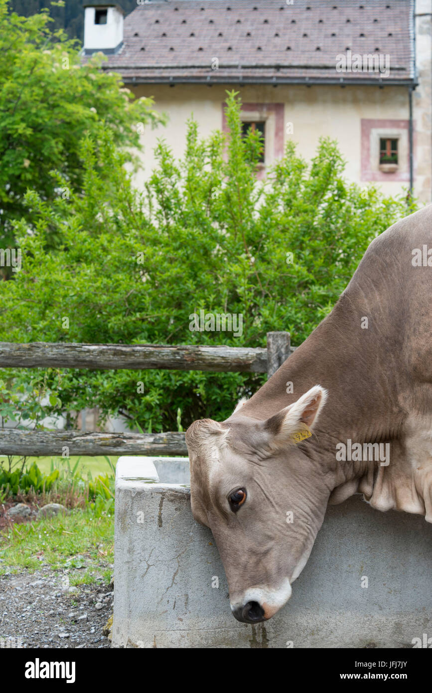 La Svizzera del Cantone dei Grigioni, Müstair, abbazia benedettina St. Johann in Münstertal, vacche nel cortile abbazia Foto Stock