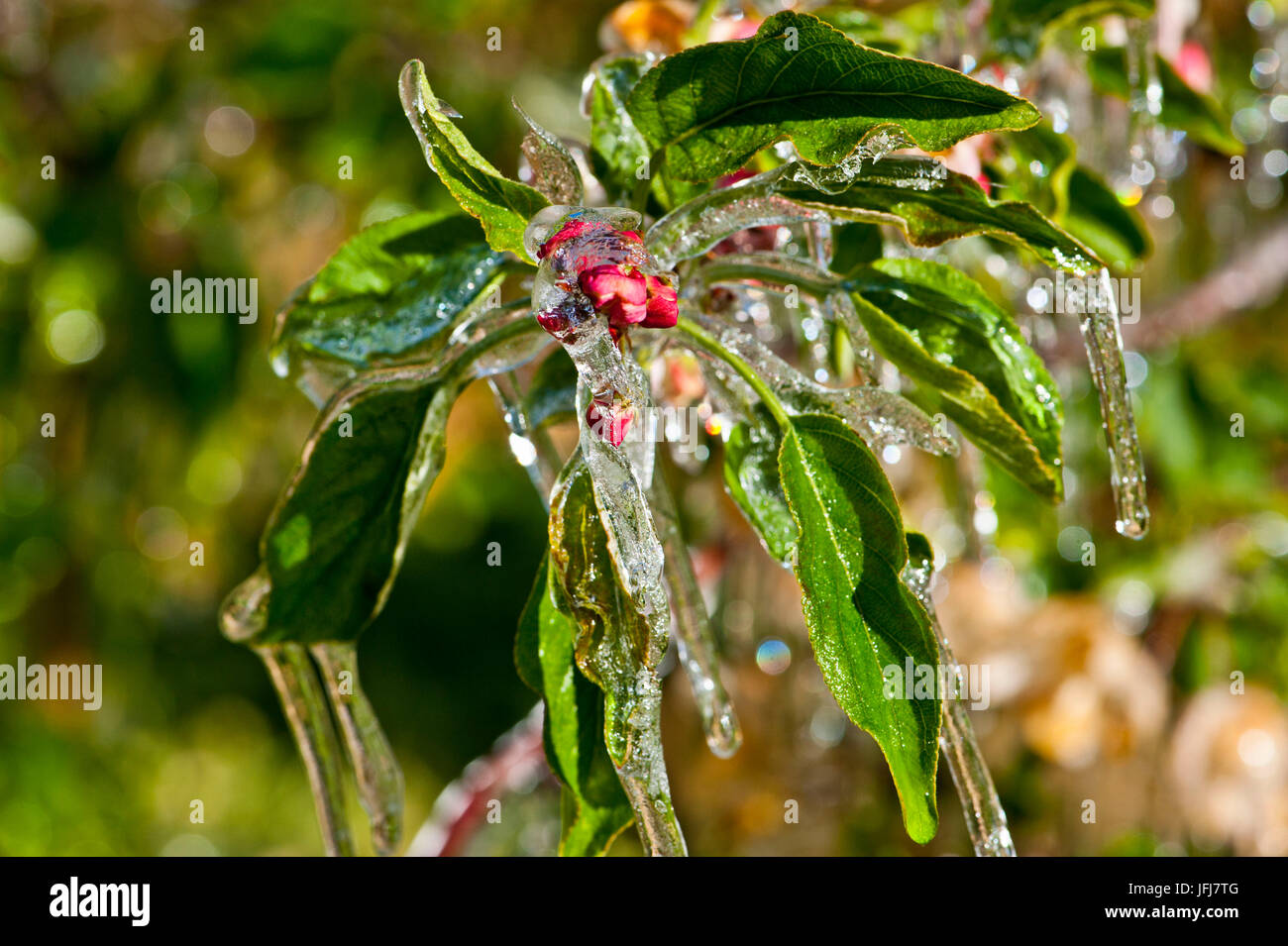 L'Italia, Alto Adige, Val Venosta Castelbello, coltivazione di apple, blossom, Apple Blossom, il gelo, brina scintillante di aprile Foto Stock