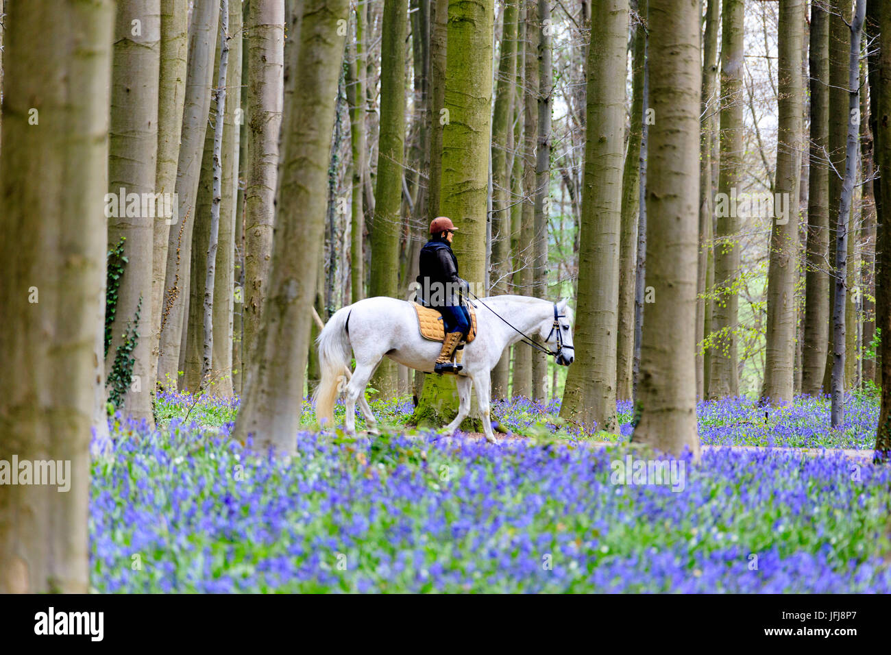 A cavallo tra i tronchi degli alberi di sequoia e viola bluebells in fiore nella foresta di Hallerbos Halle Belgio Europa Foto Stock