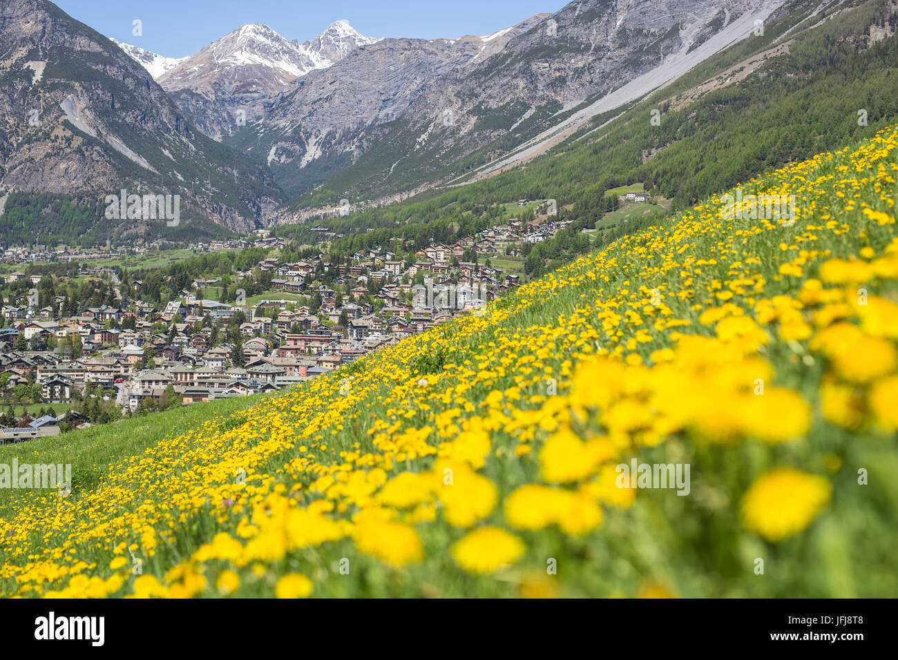 Un tappeto di fiori di colore giallo sul verde dei prati con il villaggio di Bormio in background Valtellina Lombardia Italia Europa Foto Stock