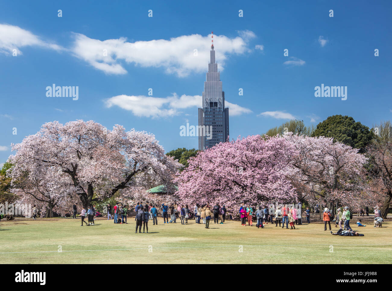 Giappone Tokyo City, il quartiere di Shinjuku, Shinjuku Gyoen-Park, fiori di ciliegio, Foto Stock
