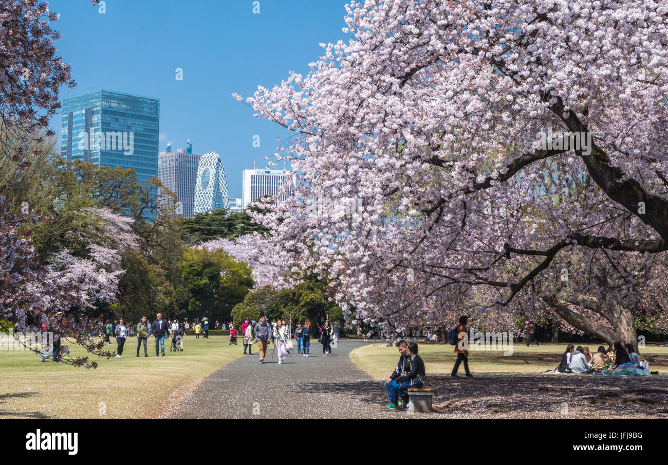 Giappone Tokyo City, il quartiere di Shinjuku, Shinjuku Gyoen-Park, fiori di ciliegio, Foto Stock