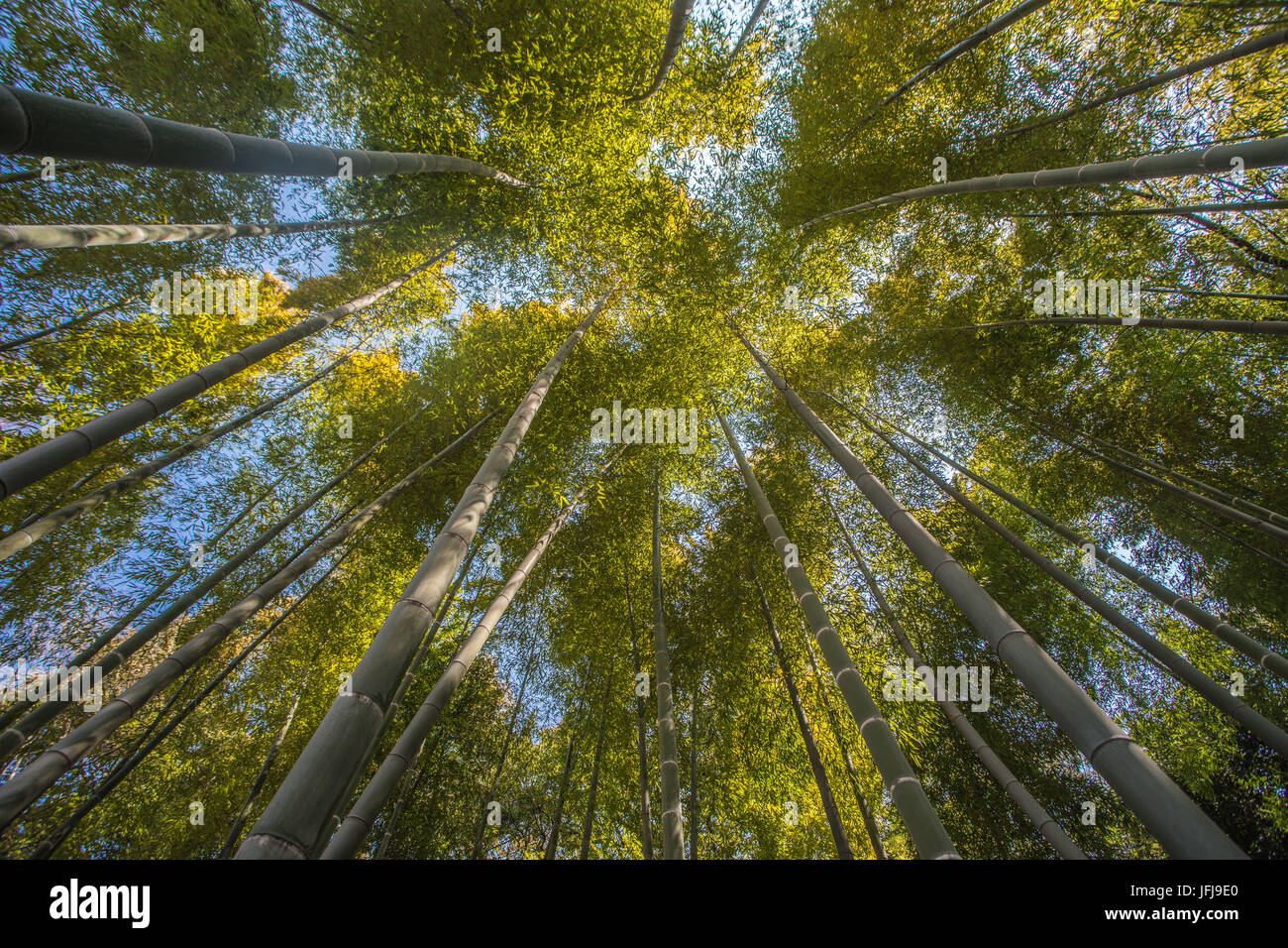 Giappone Tokyo City, Imperiale Est giardini, Bambu legno Foto Stock