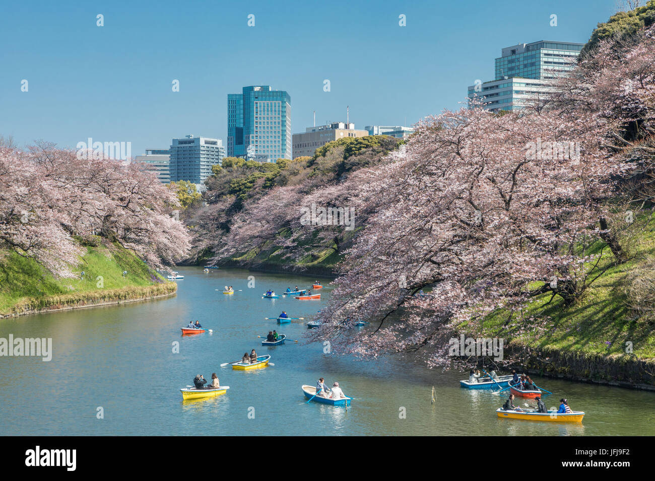 Giappone Tokyo City, Kudanshita area, fiori di ciliegio Foto Stock