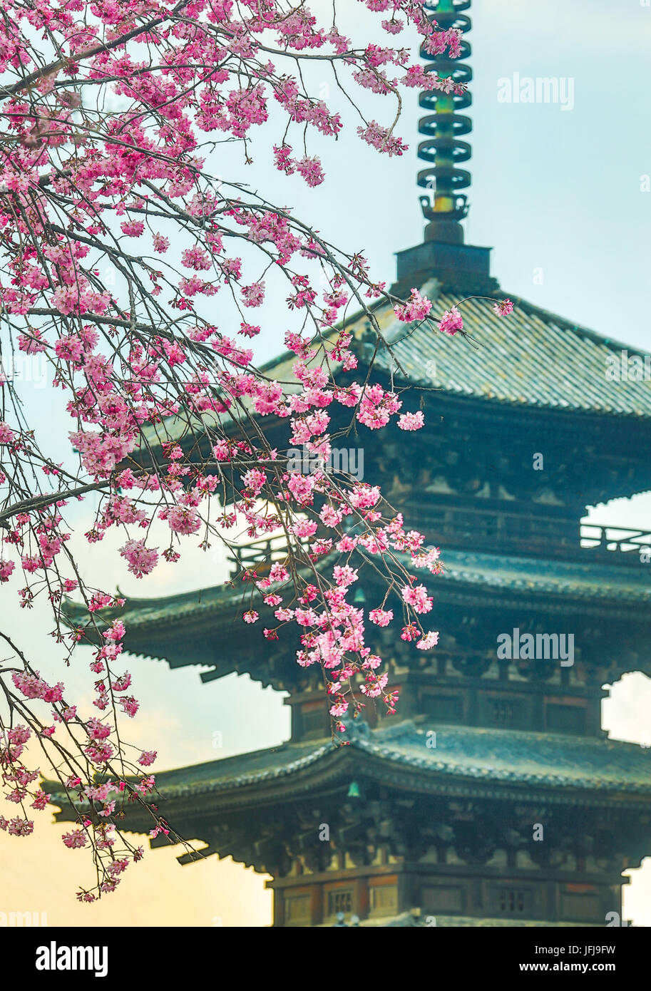 Giappone, Kyoto City, Pagoda e fiori Foto Stock