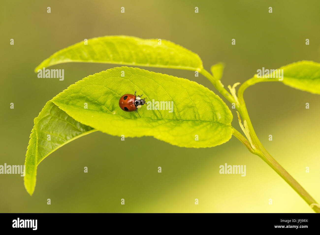 Ladybird su una foglia, vivace sfondo verde Foto Stock