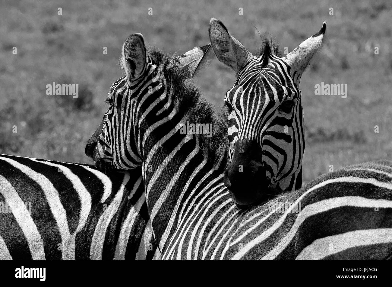 Il Parco di Amboseli, Kenya, Africa copia di zebre prese durante un momento di tenerezza, il Parco di Amboseli Foto Stock