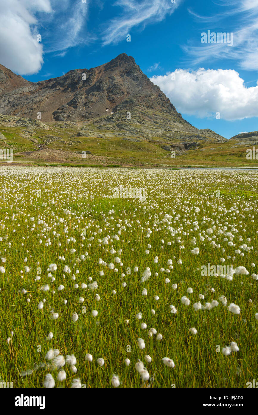 Gaviapass, Parco Nazionale dello Stelvio, provincia di Brescia, Italia, Foto Stock