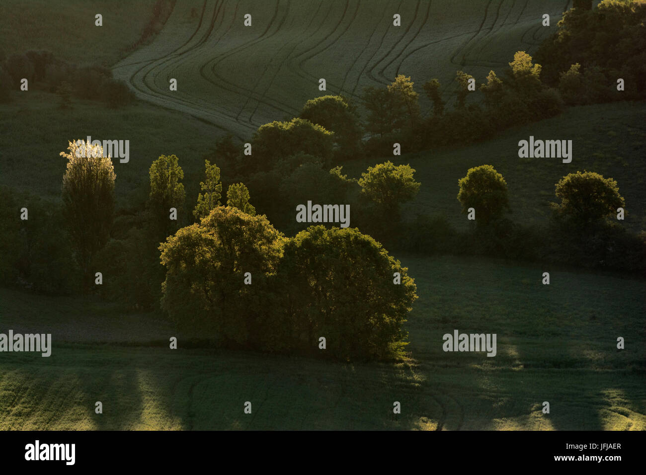 Alberi in dettaglio, Toscana, Val d'Orcia, Italia Foto Stock