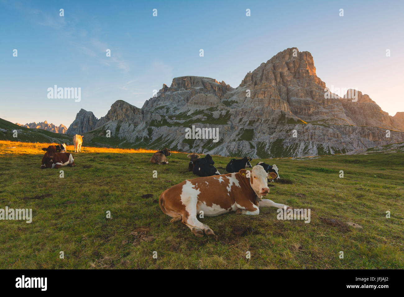 Pascoli all'alba, tre cime del parco naturale della Provincia di Bolzano, Trentino Alto Adige, Italia, Foto Stock