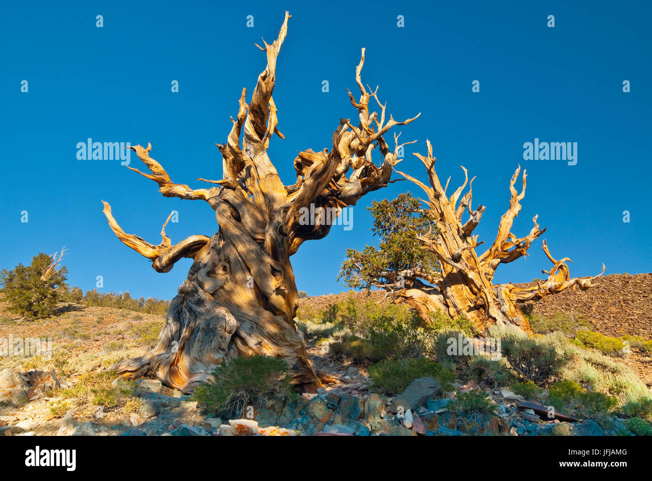 Antichi pini bristlecone in Sierra Nevada, Nevada, STATI UNITI D'AMERICA Foto Stock