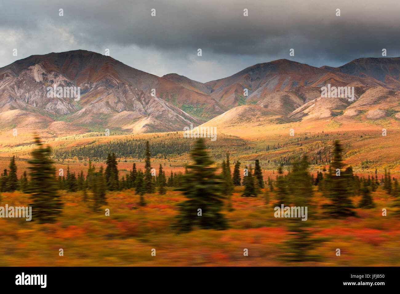 I colori dell'autunno della tundra nell'area di Denali, Alaska, panning shot da un bus in movimento, Foto Stock