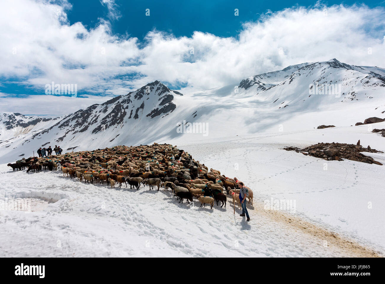 Senales/Val Senales, Alto Adige, Italia, breve pausa per il pastore e le pecore nel Giogo Basso (3016m), Foto Stock