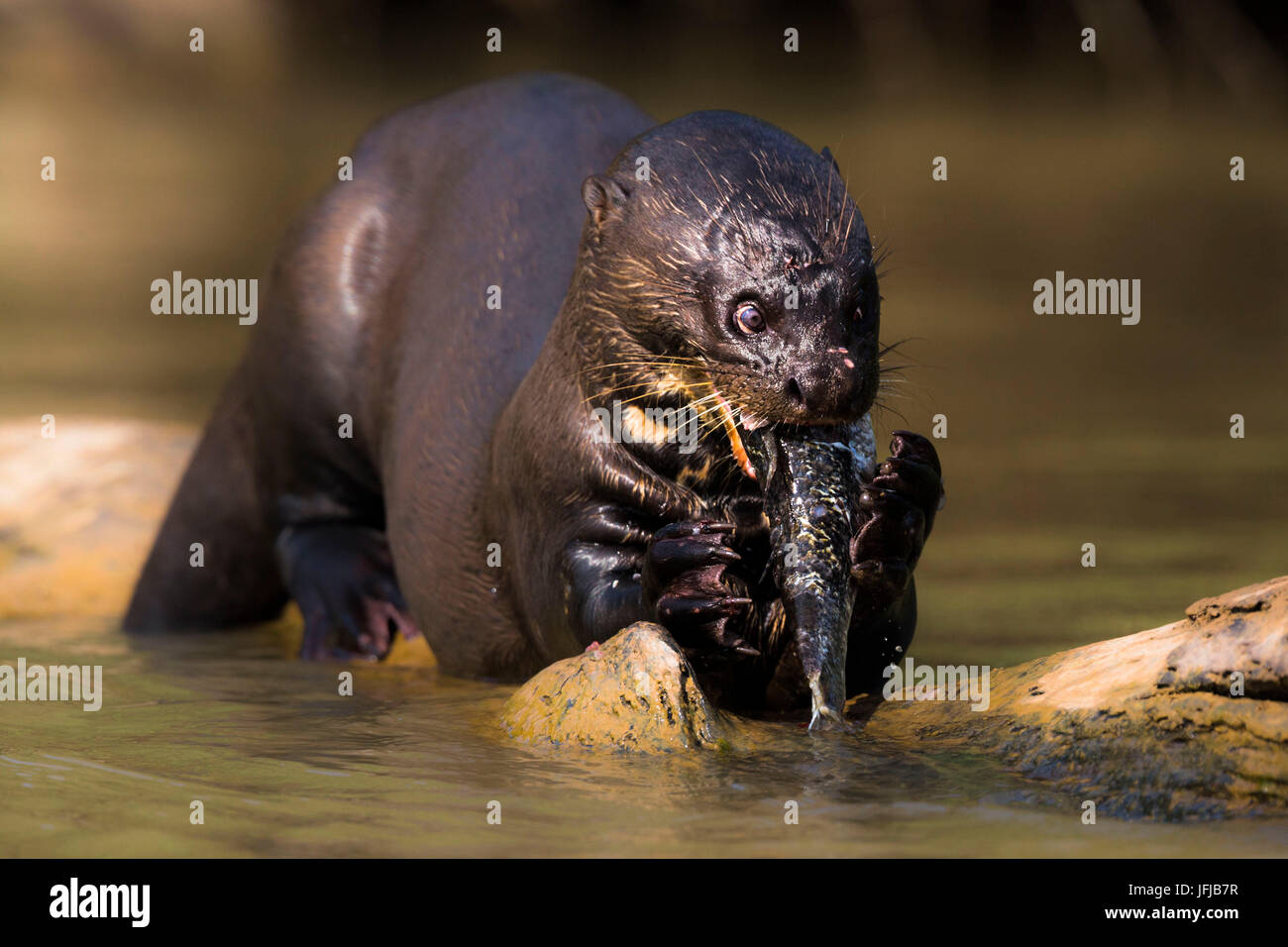 Lontra gigante alimentazione su un pesce in Rio Cuiabà, non lontano da Porto Jofre, Mato Grosso do Sul, Brasile, Foto Stock