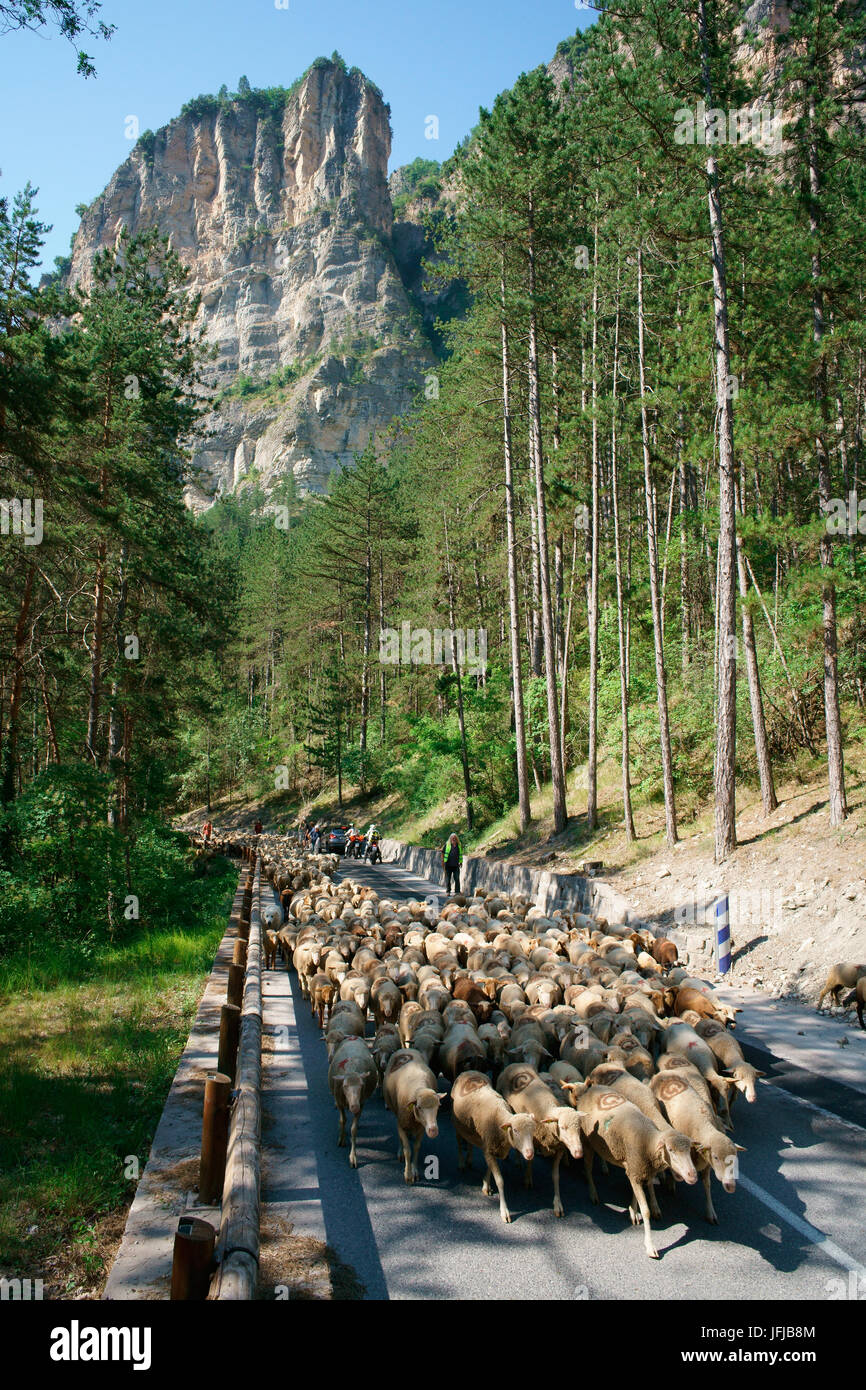 Transumanza sulla strada per i verdi pascoli sopra Beuil e Valberg. Rigaud, backcountry della Costa Azzurra, Alpes-Maritimes, Francia. Foto Stock